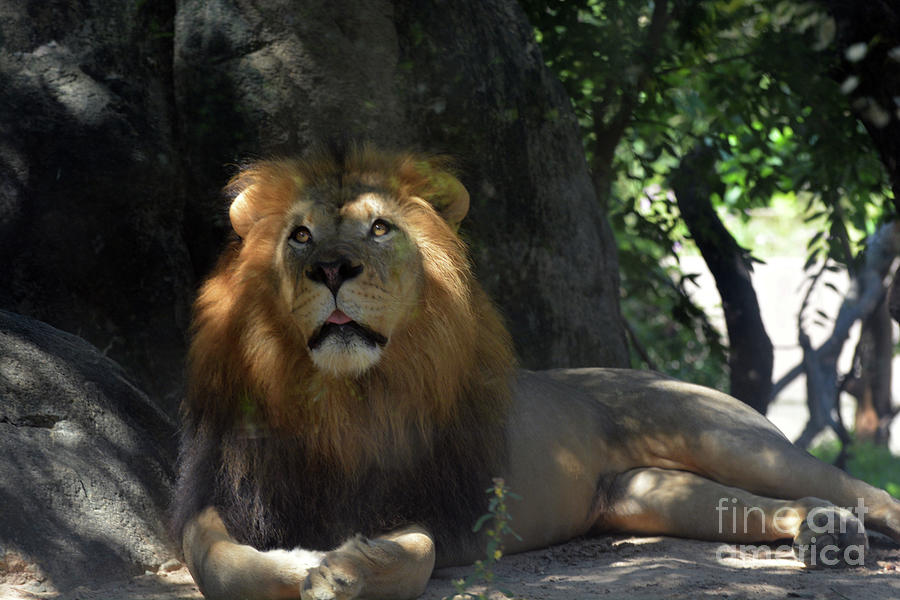 the Lion  #1 Photograph by Savannah Gibbs