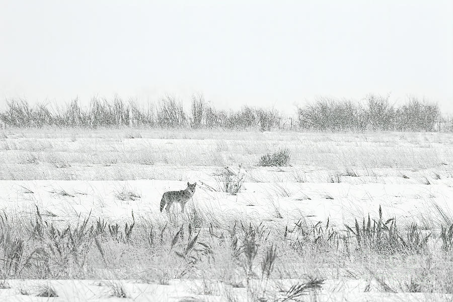 The Lonely Hunter #2 Photograph by Jim Garrison