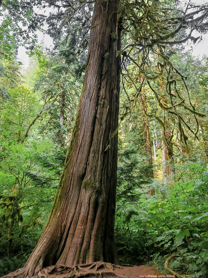 The Majestic Tree Photograph By Spacewalk - Fine Art America