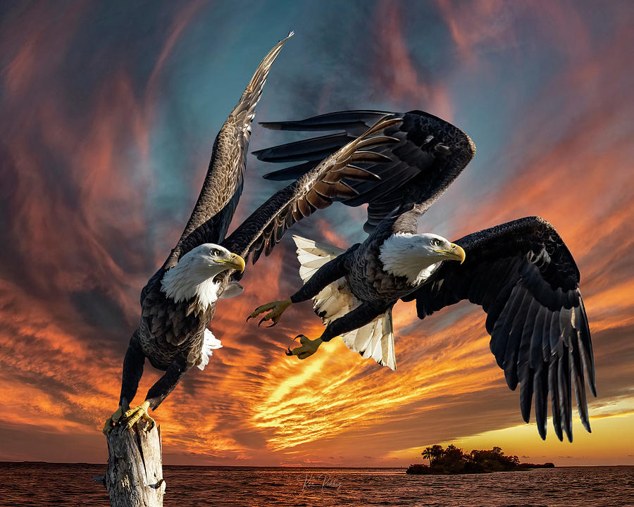 the Moment of Flight Photograph by Ken Rohling - Fine Art America