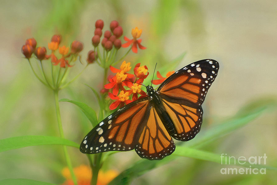 The Monarch #1 Photograph by Kathy Baccari