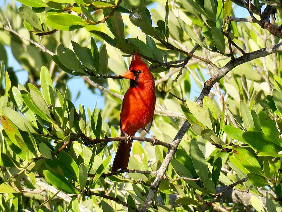 The Northern Cardinal Photograph by Spacewalk - Fine Art America