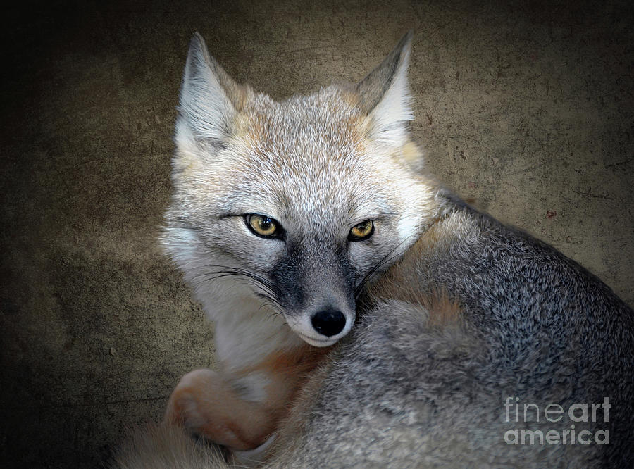 the-northern-swift-fox-photograph-by-savannah-gibbs