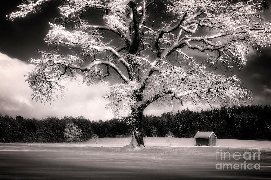 The Old Oak Tree #1 Photograph by Edmund Nagele FRPS