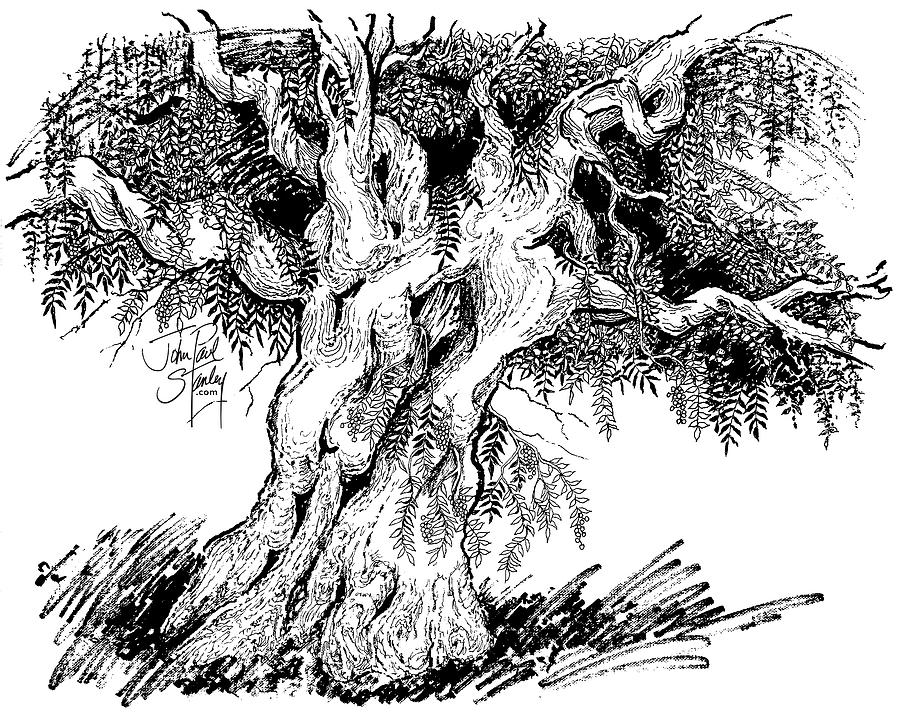 The Old Pepper Tree #2 Drawing by John Paul Stanley