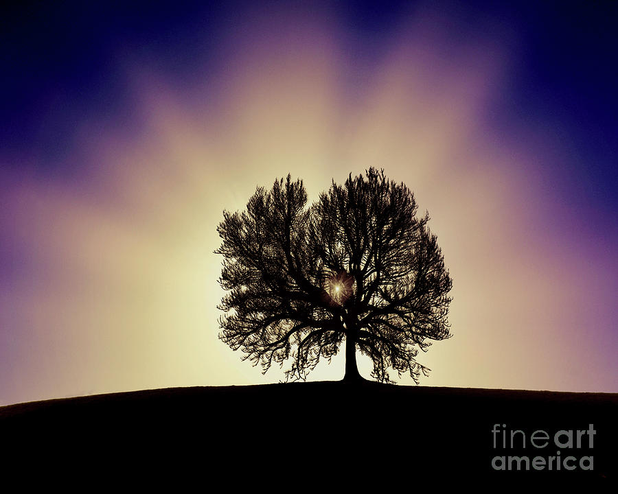 The Old Tree #1 Photograph by Edmund Nagele FRPS