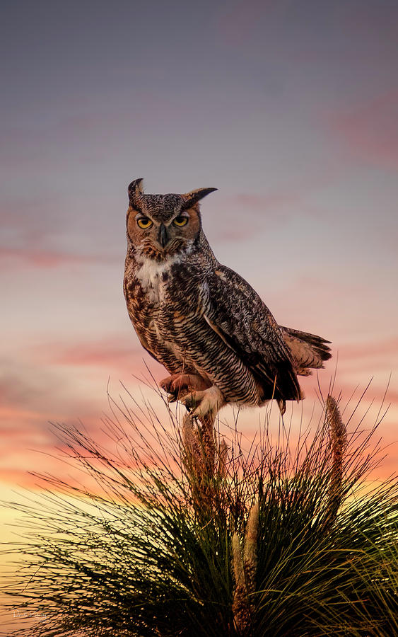 Owl Photograph - The Owl At Sunset #2 by Ronald Kotinsky