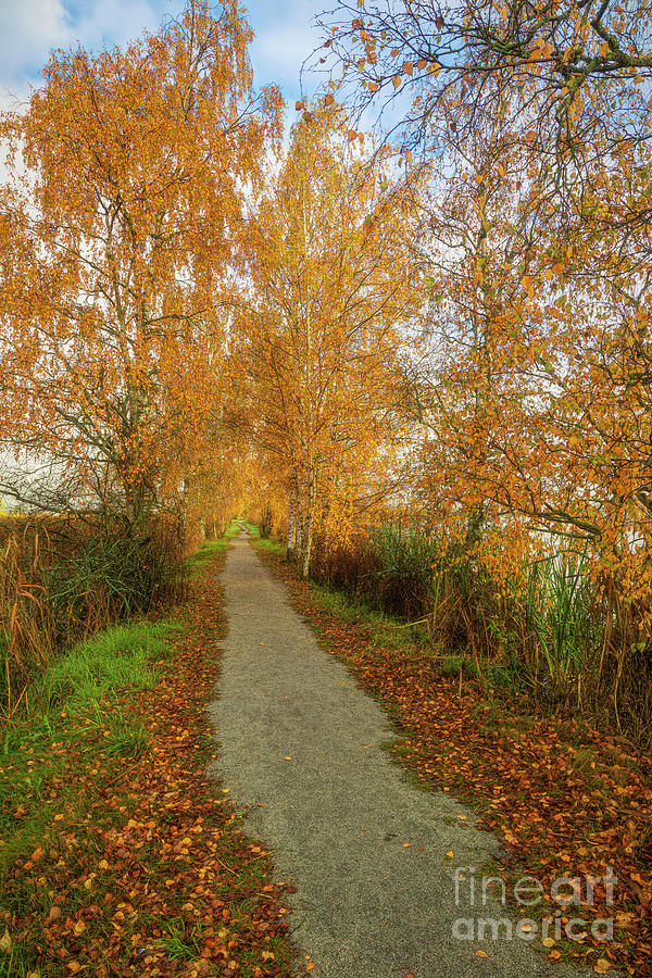 The Path Of Autumn Photograph