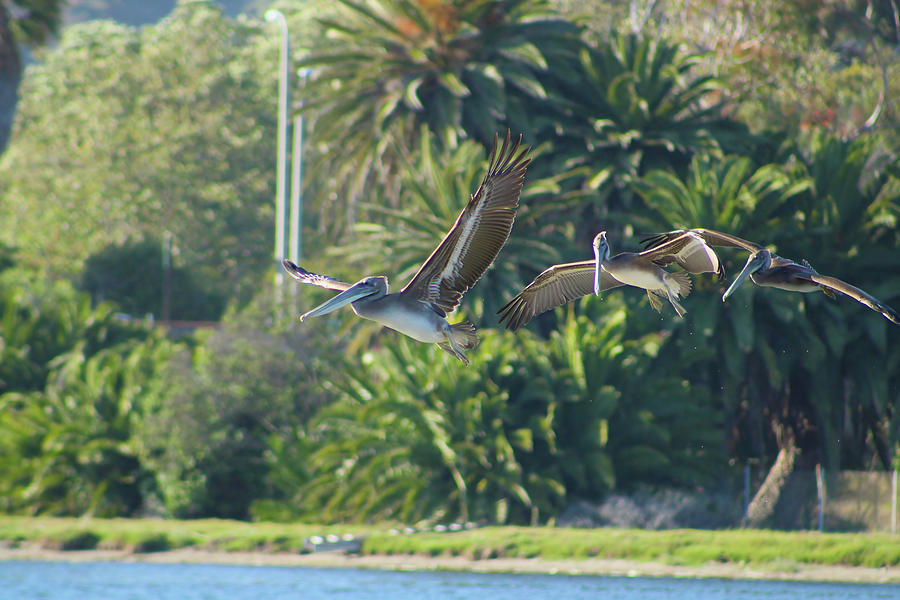 The Pelican Flock #1 Photograph by Marcus Jones