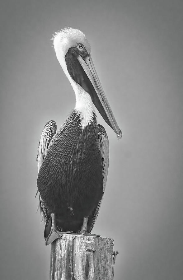 The Pelican Stare #1 Photograph by Norma Brandsberg