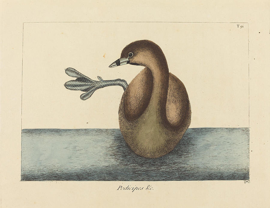 The Pied-billed Dobchick, Colymbus podiceps #2 Drawing by Mark Catesby