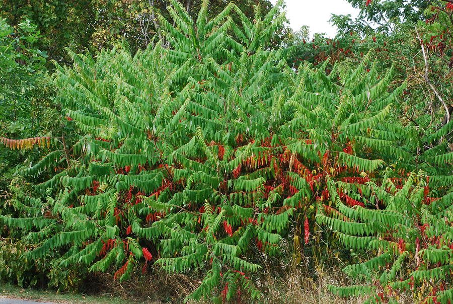 The Staghorn Sumac Plant Photograph