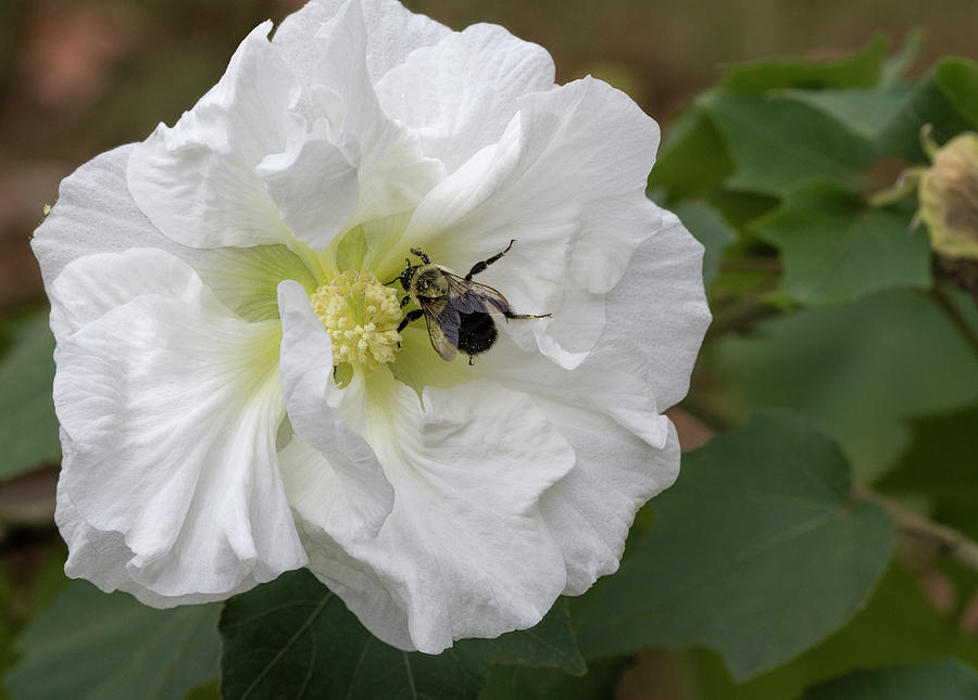 The Pollinator  #1 Photograph by Kathy Clark