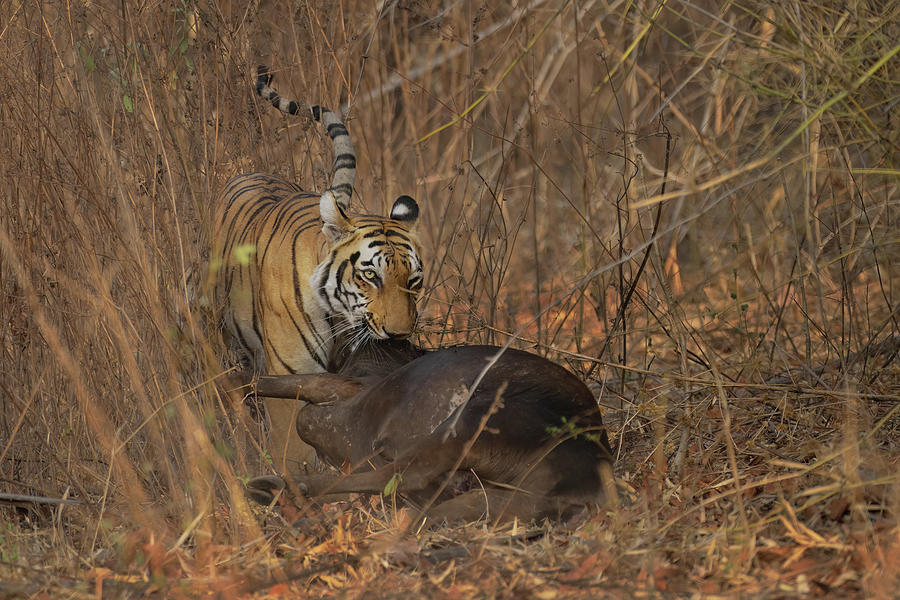 The predator #1 Photograph by Kiran Joshi