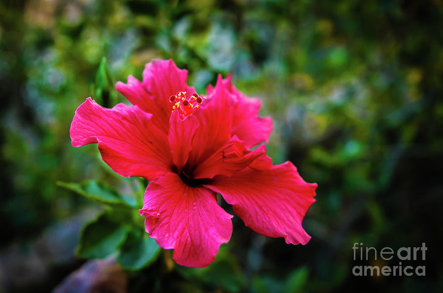 Flower Photograph - The Red Hibiscus #1 by Robert Bales