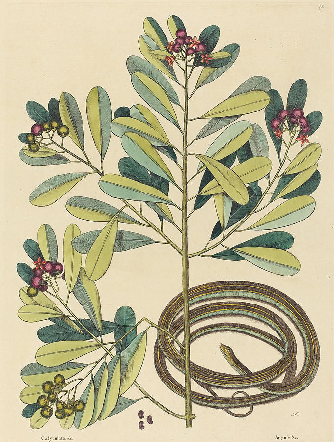 The Ribbon Snake, Coluber saurita #2 Drawing by Mark Catesby