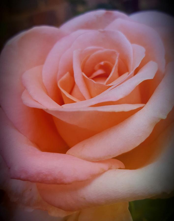 The Rose #1 Photograph by Loraine Yaffe