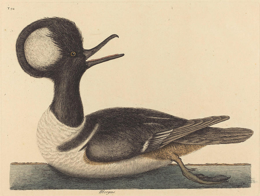 The Round Crested Duck, Mergus cucullatus #2 Drawing by Mark Catesby