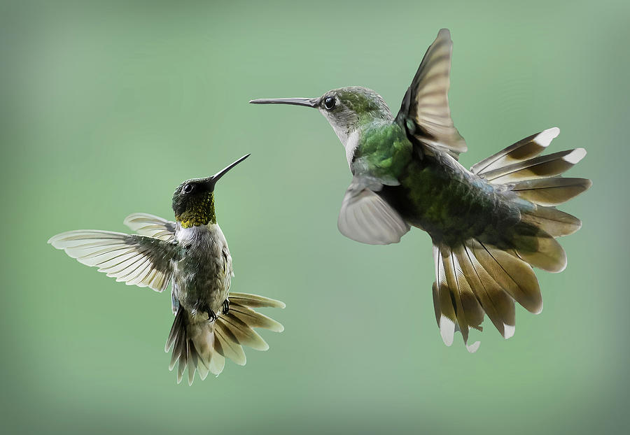 The Ruby Throated Hummingbird In Flight #1 Photograph by Sandra Js