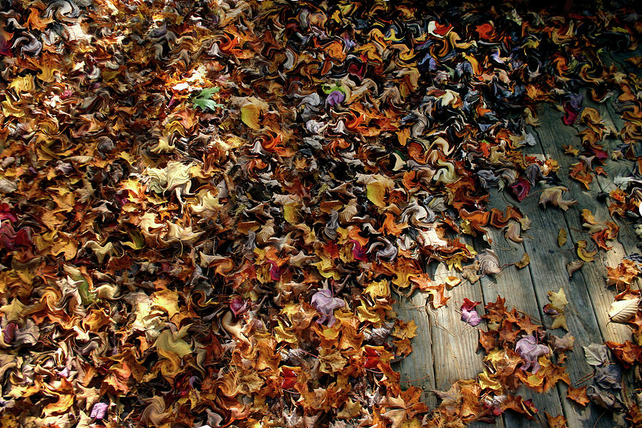 A Rustling of Leaves #2 Photograph by Wayne King