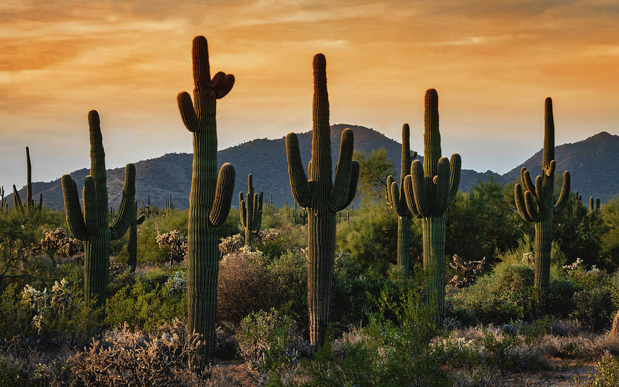 The Saguaro Forest Sunset Photograph by Saija Lehtonen | Pixels