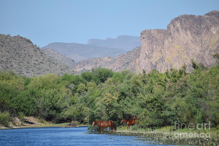 The Salt River Tonto Forest Arizona #1 Digital Art by Tammy Keyes