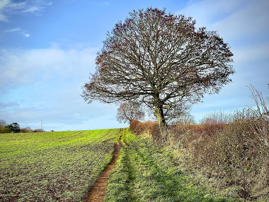 The Season Tree December 2022 #1 Photograph by Gordon James