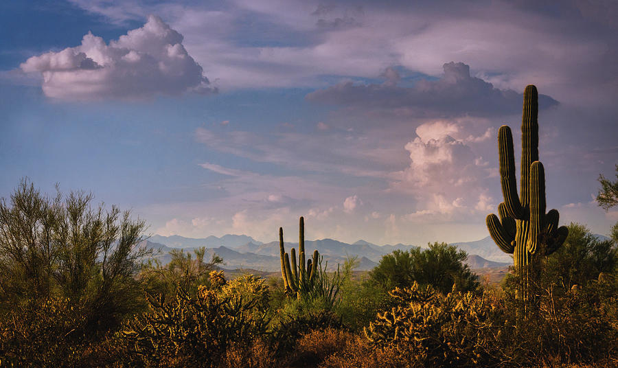 The Serenity Of The Sonoran Photograph by Saija Lehtonen | Pixels