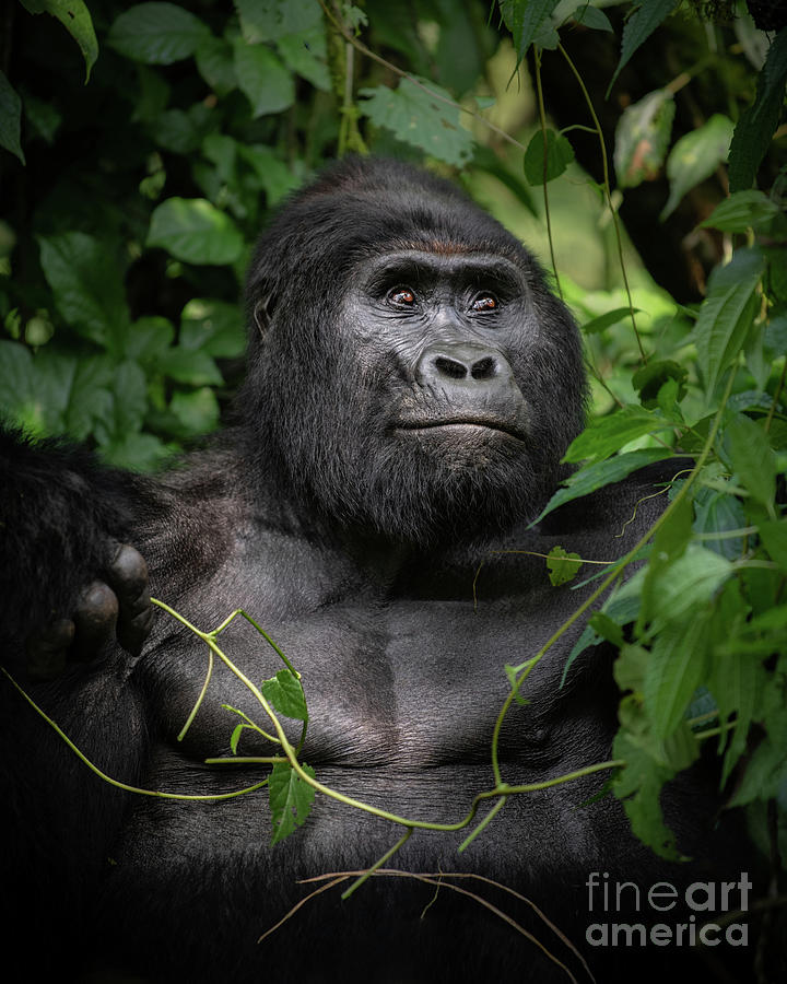 The Silverback #1 Photograph by Jamie Pham