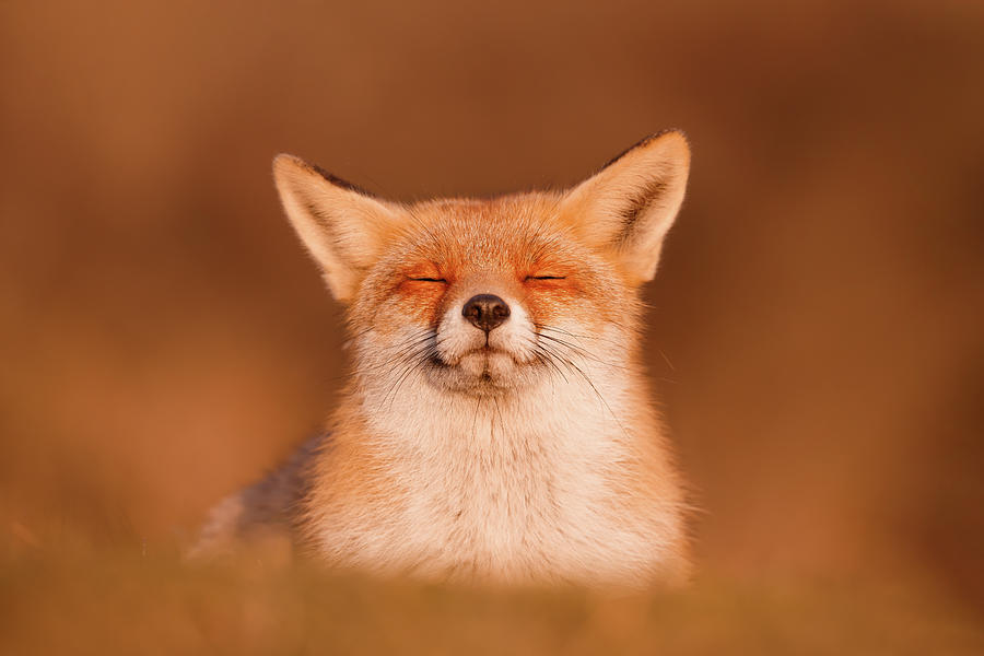 Sunset Photograph - The Smiling Fox #3 by Roeselien Raimond