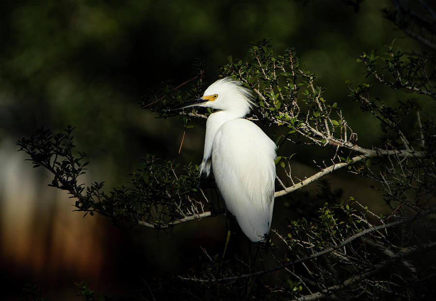 The Snowy Egret #1 Photograph by Sandra Js