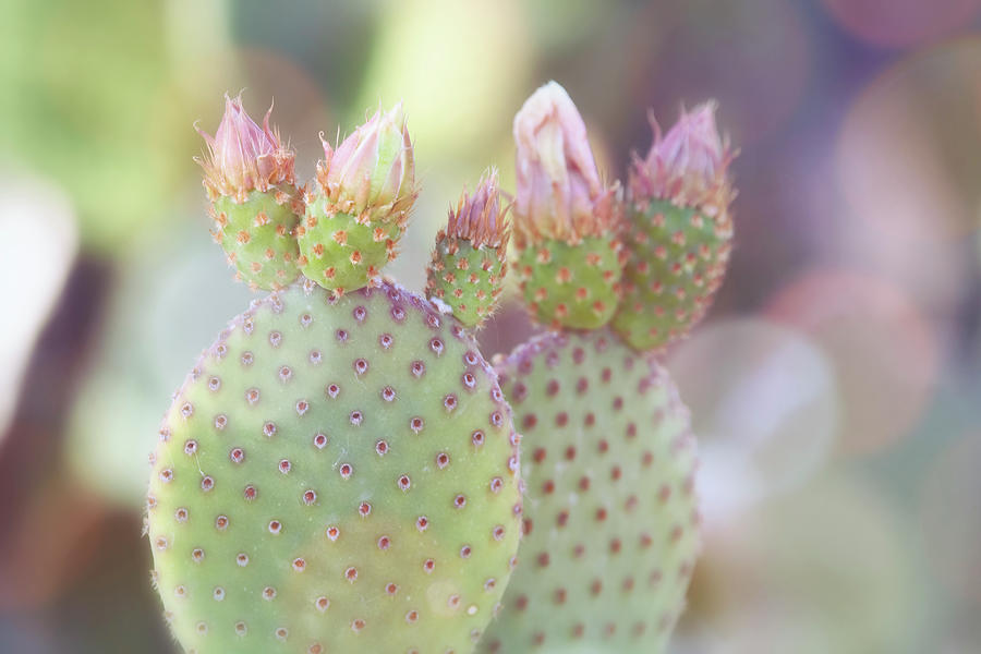The Softer Side Of Cacti  #1 Photograph by Saija Lehtonen