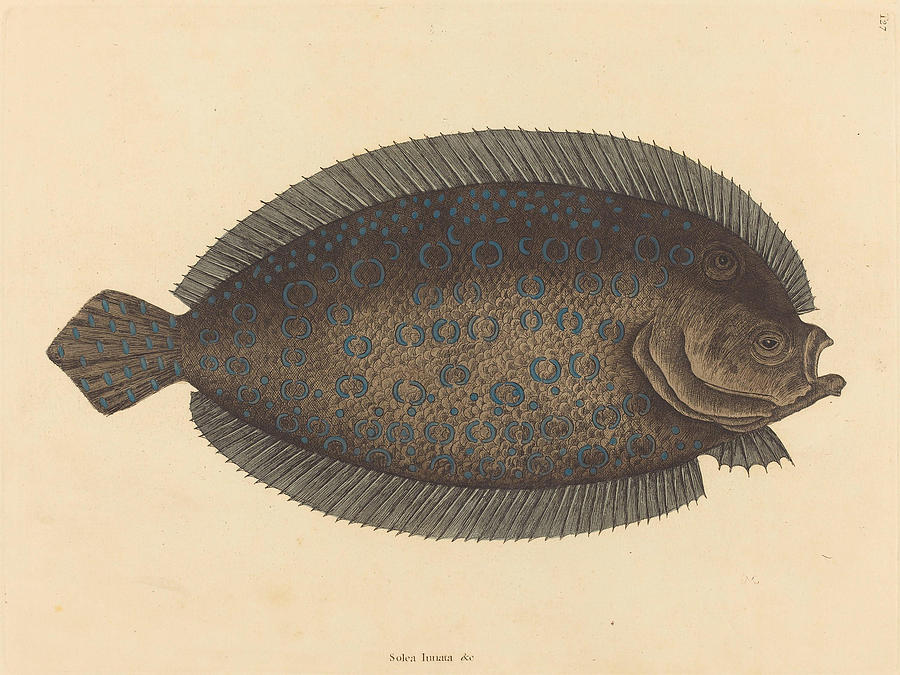 The Sole, Pleuronectes lunatus #2 Drawing by Mark Catesby