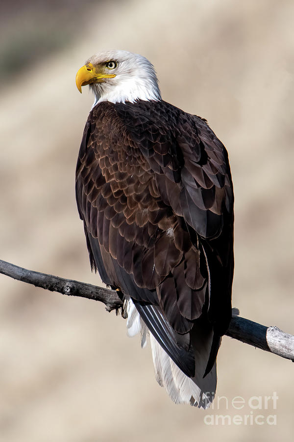 Eagle Photograph - Bald Eagle Stare by Michael Dawson