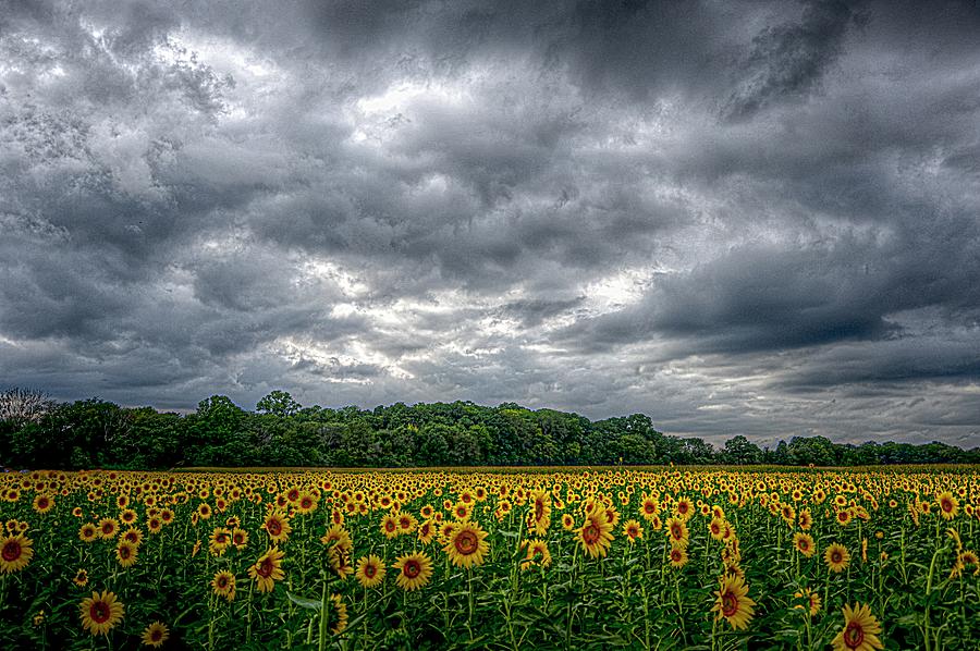 The Sunflower Field #1 Photograph by Karen McKenzie McAdoo