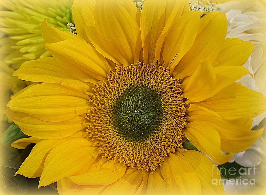 The Sunflower of Early Autumn #2 Photograph by Dora Sofia Caputo