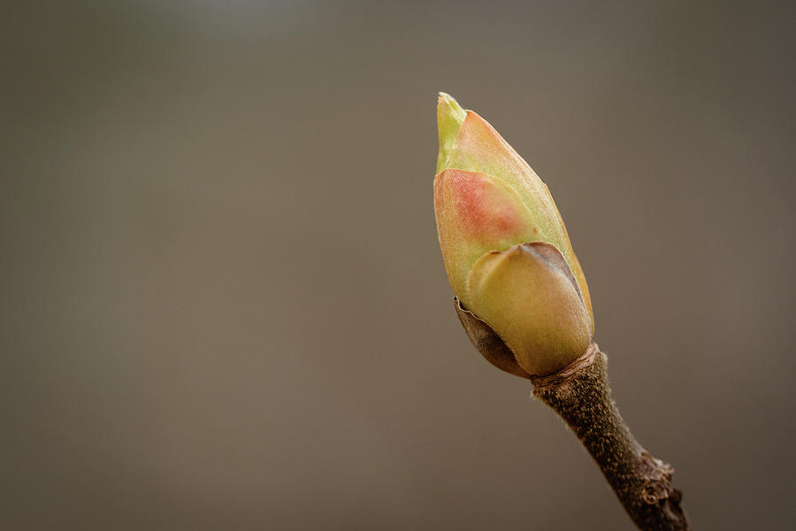 The Tulip Poplar Bud #1 Photograph by Joni Eskridge