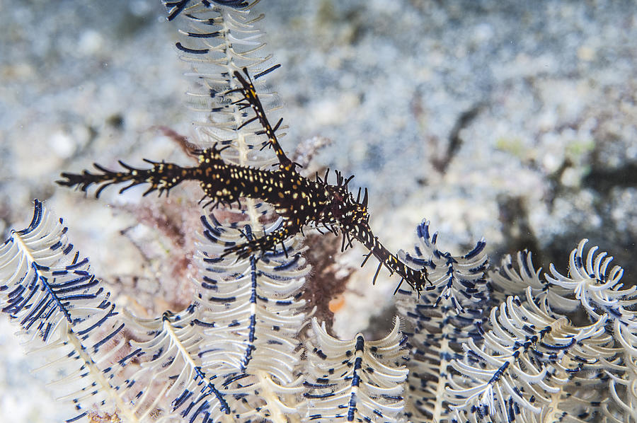 The underwater world of Gili Islands, Lombok, Indonesia. #1 Photograph by Giordano Cipriani