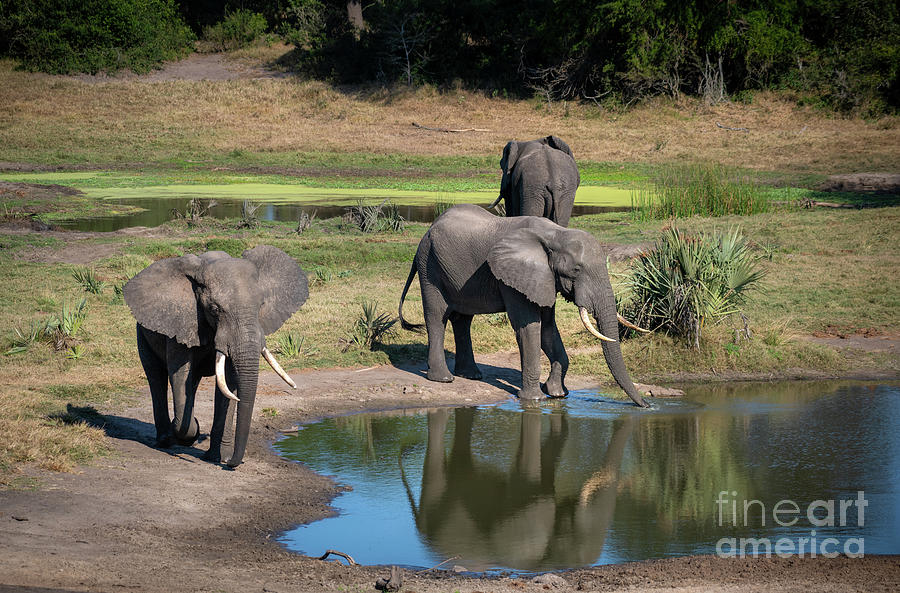 The Water Hole #1 Photograph by Jamie Pham