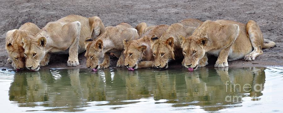The Watering Hole Photograph