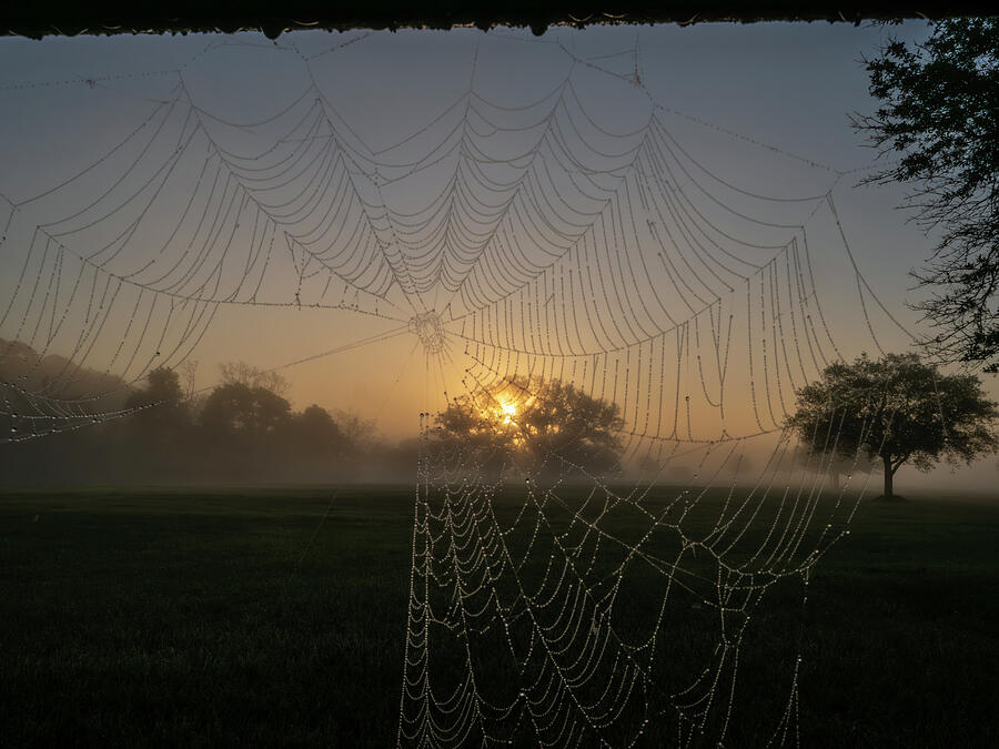 The Web #1 Photograph by Jerry Connally - Fine Art America