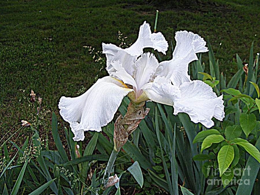 The White Iris #1 Photograph by Nancy Kane Chapman