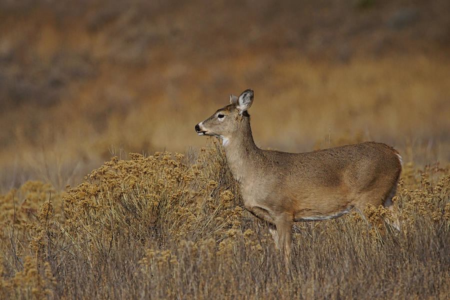 The Whitetail Photograph