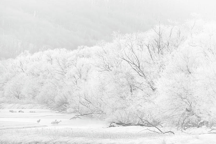 The Wild Winter #1 Photograph by Kiran Joshi