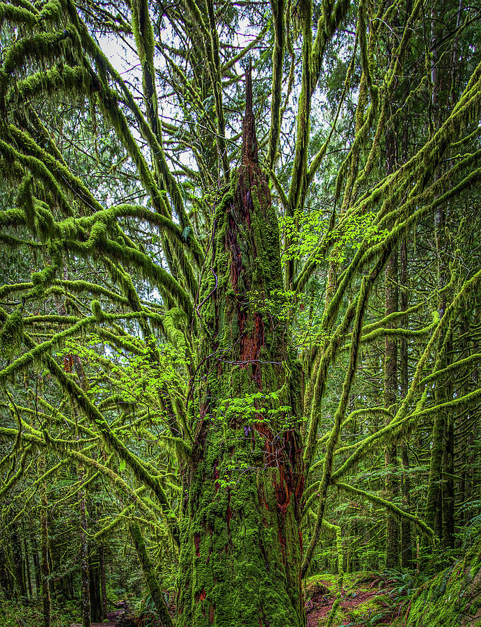 The Woods #20 Photograph by Tommy Farnsworth