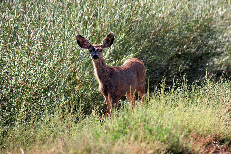 Deer Photograph - The Yearling by Robert Harris