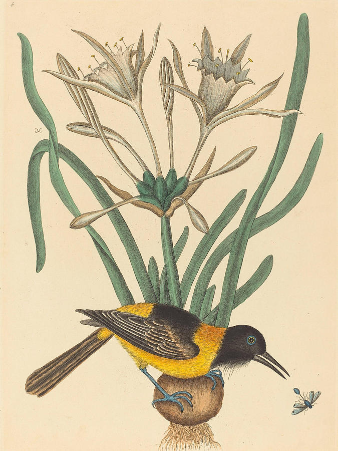 The Yellow and Black Pye, Oriolus Icterus #2 Drawing by Mark Catesby