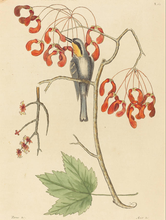 The Yellow Throated Creeper #2 Drawing by Mark Catesby