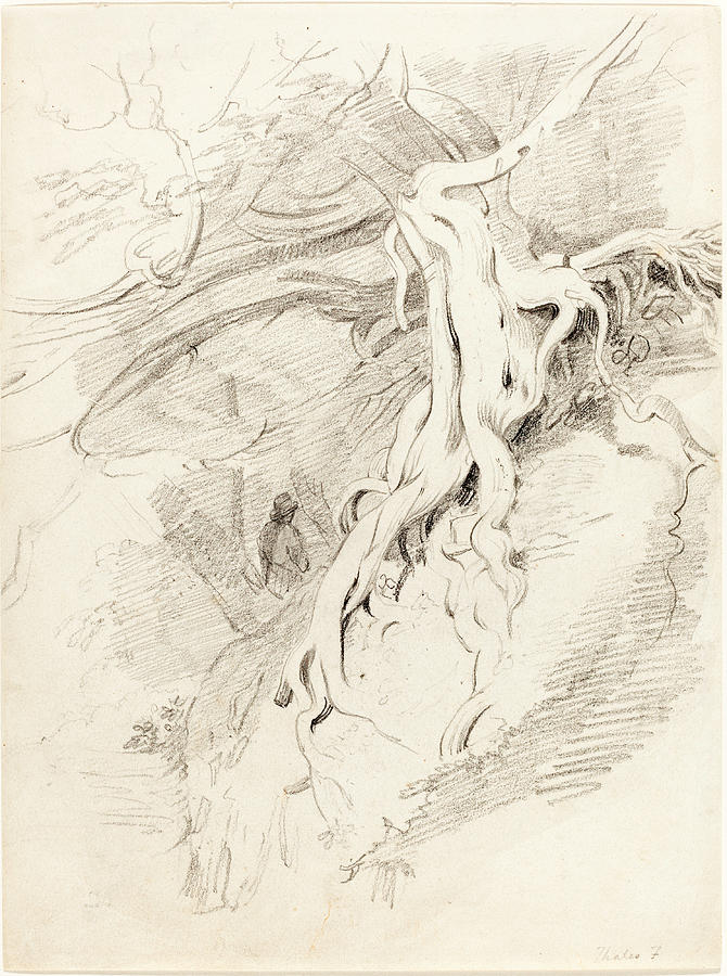 The Yew at Clifton #1 Drawing by Thales Fielding
