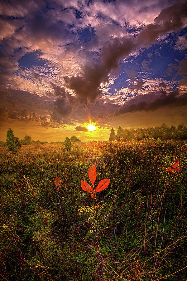 There Was Light #1 Photograph by Phil Koch